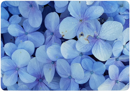 Case Cover for Macbook - Blue Floriferous Design
